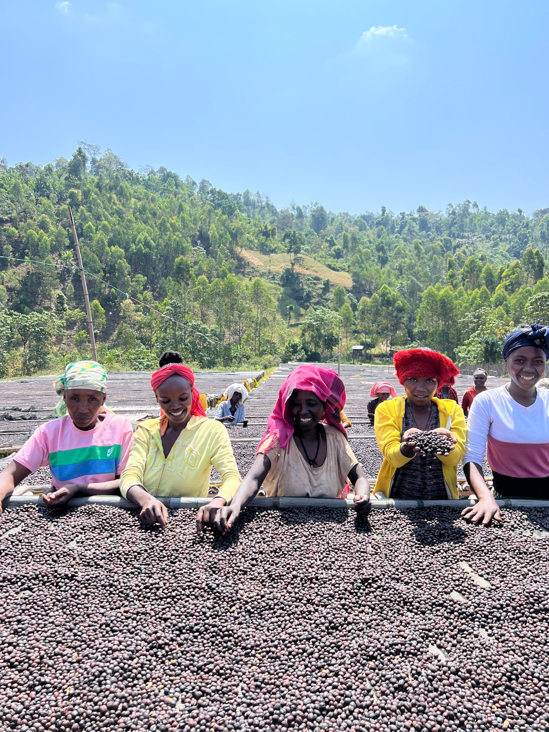 Hacea coffee sourcing - Hacea Coffee Source