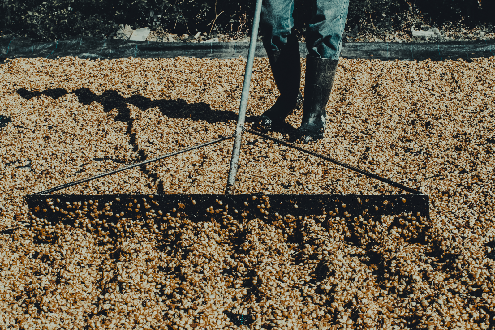 Washed coffee drying on patio