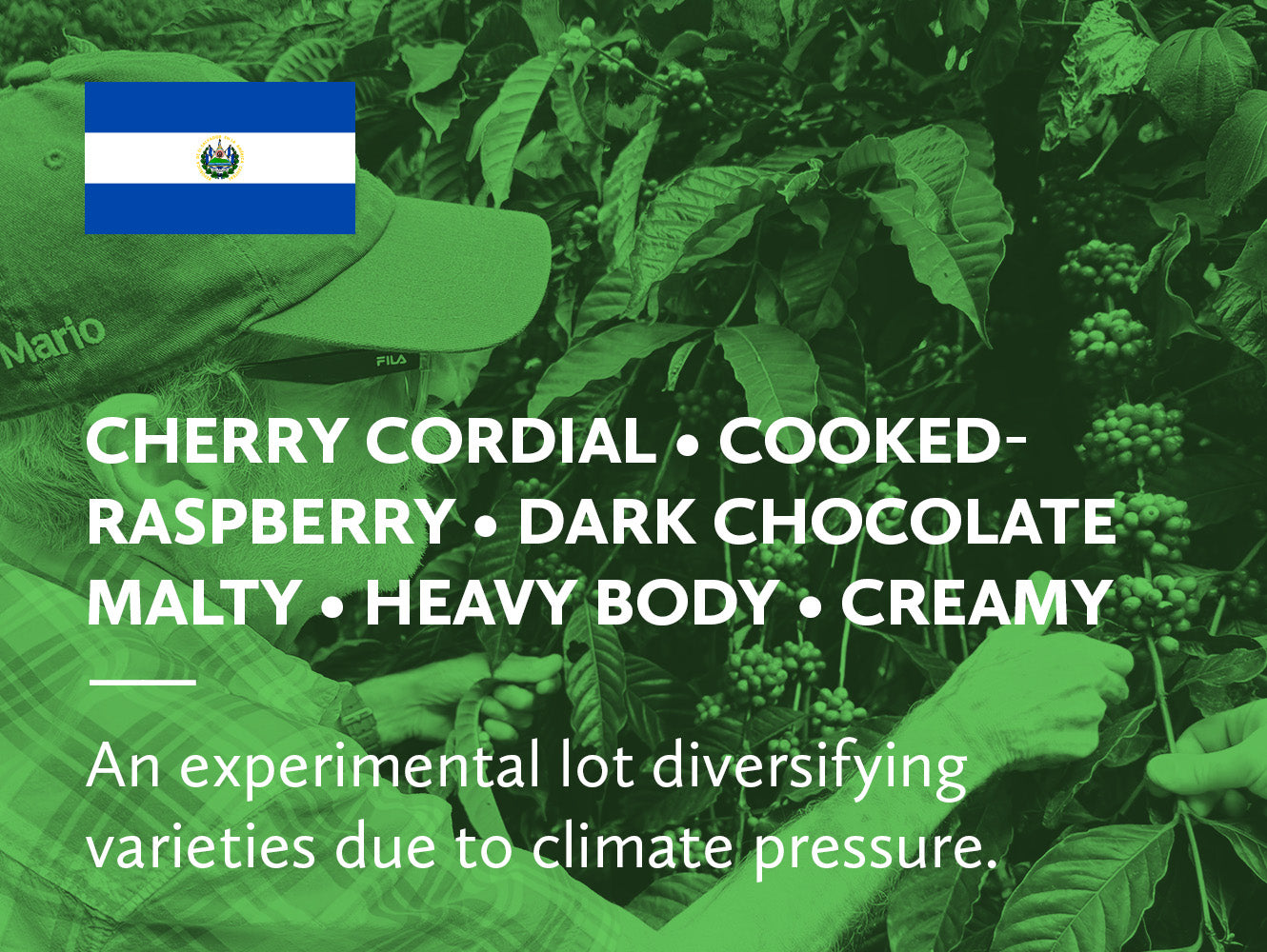 A green-tinted promotional graphic showing coffee leaves and berries in a farm setting, with a small El Salvador flag in the top left and large white text describing the flavor profile: Cherry Cordial, Cooked Raspberry, Dark Chocolate Malty, Heavy Body, Creamy.