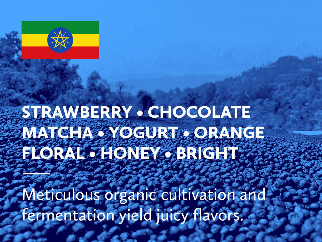 Coffee infographic with tasting notes and Ethiopian flag on a blue background laid over an image of coffee fruit drying in a mountainous landscape.