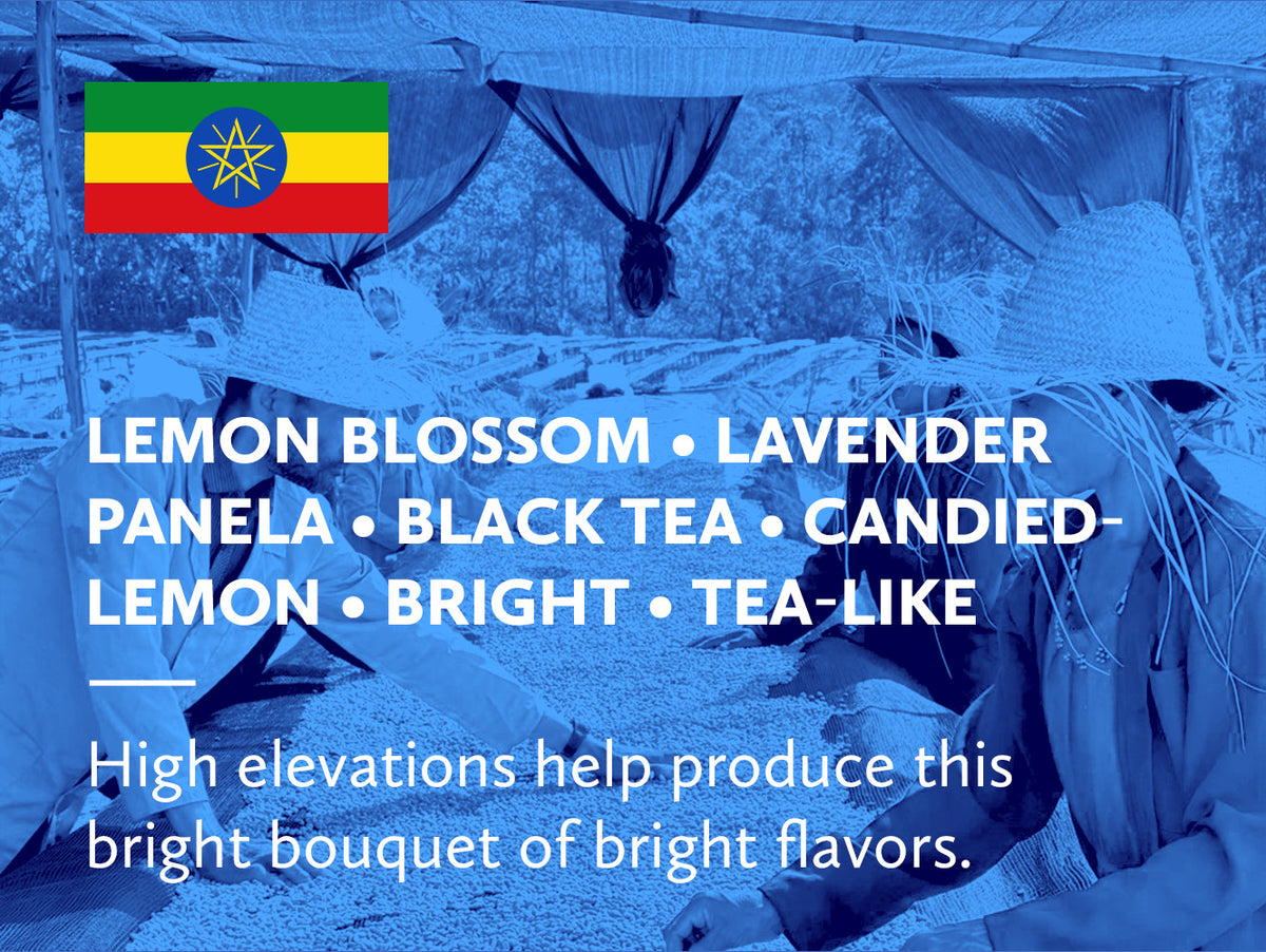 Coffee infographic with tasting notes and Ethiopian flag on a blue background overlayed an image of staff sorting washed processed on raised beds in Ethiopia.