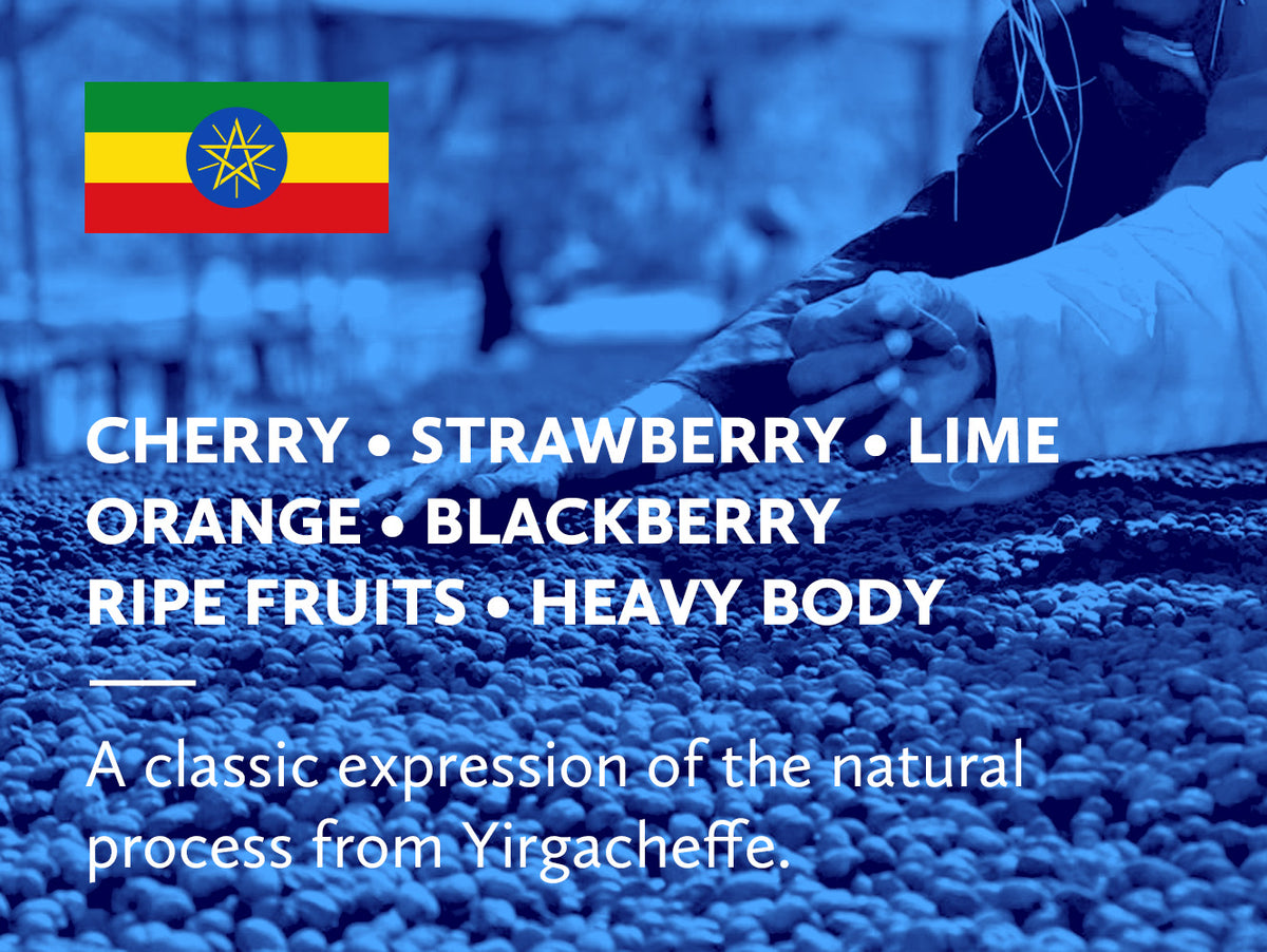 Coffee infographic with tasting notes and Ethiopian flag on a blue background overlayed an image of staff sorting natural processed on raised beds in Ethiopia.