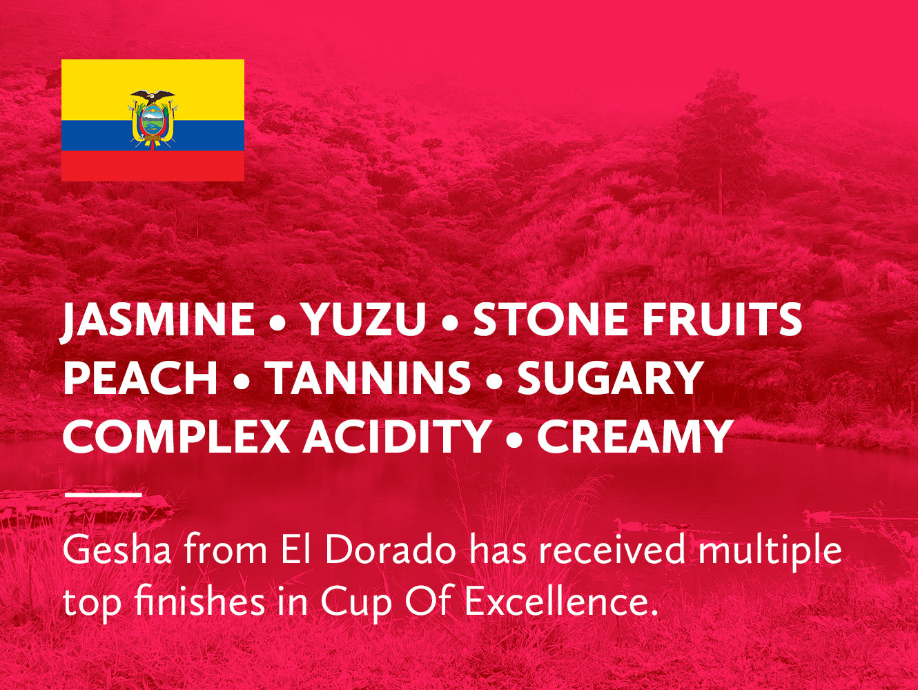 Coffee infographic with tasting notes and Ecuadorian flag on a red background.