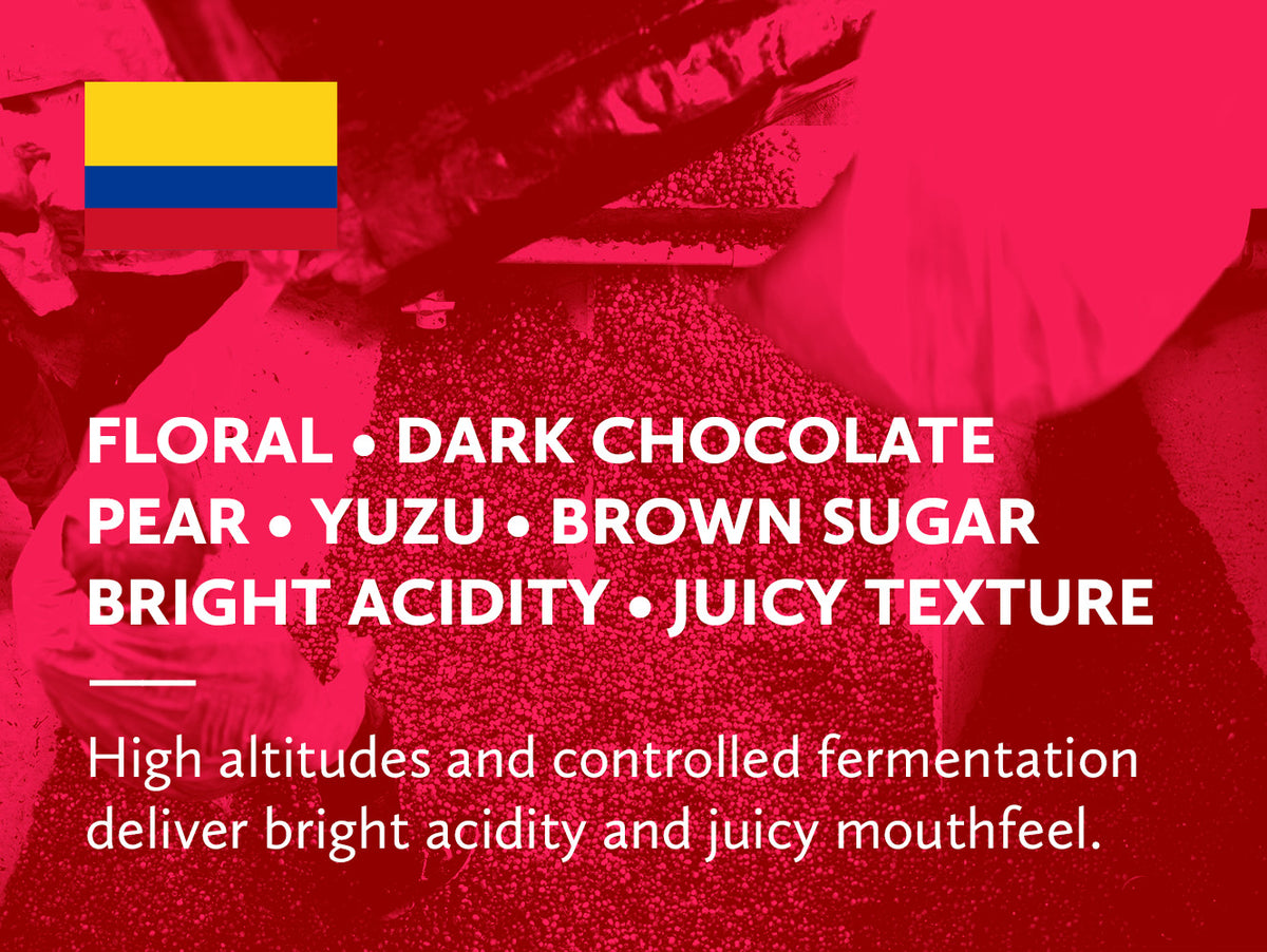 A coffee infographic for green coffee with a red-tinted background showing a person handling coffee fruit. White text lists flavor notes: floral, dark chocolate pear, yuzu, brown sugar, bright acidity, and juicy texture.