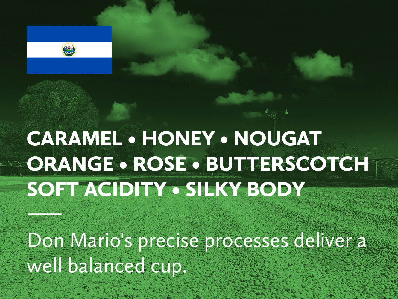 Coffee infographic with tasting notes and the flag of El Salvador on a green tinted background with drying coffee and a sky with clouds.