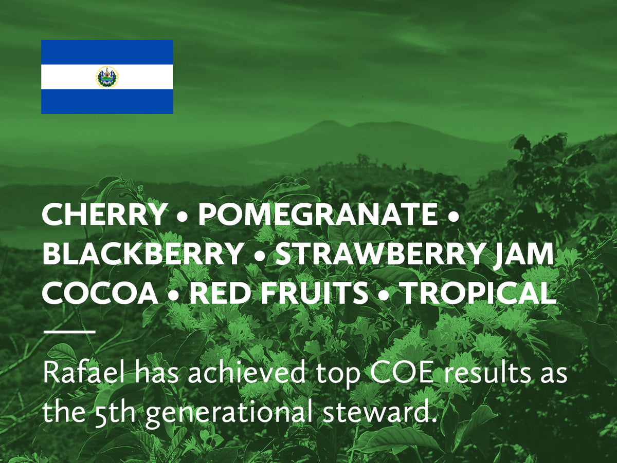 Coffee infographic with tasting notes and El Salvador flag on a green background with coffee plants and mountains in the distance.
