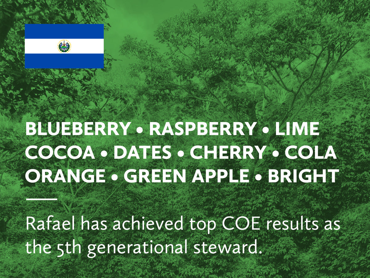 Coffee infographic with tasting notes and El Salvador flag on a green background overlaid an image of coffee plants and trees in the background.