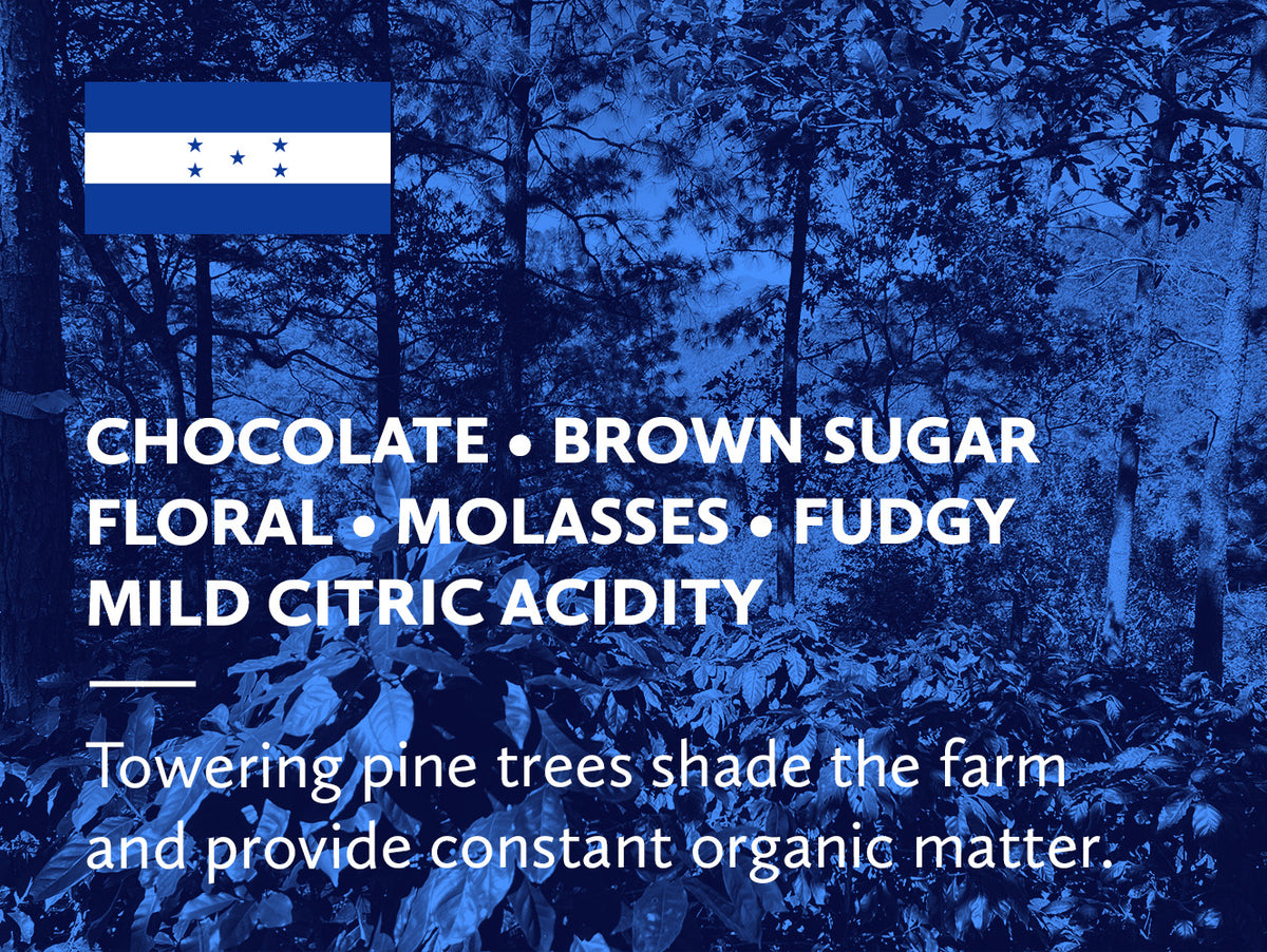 Coffee infographic with tasting notes and the Honduran flag on a blue background.