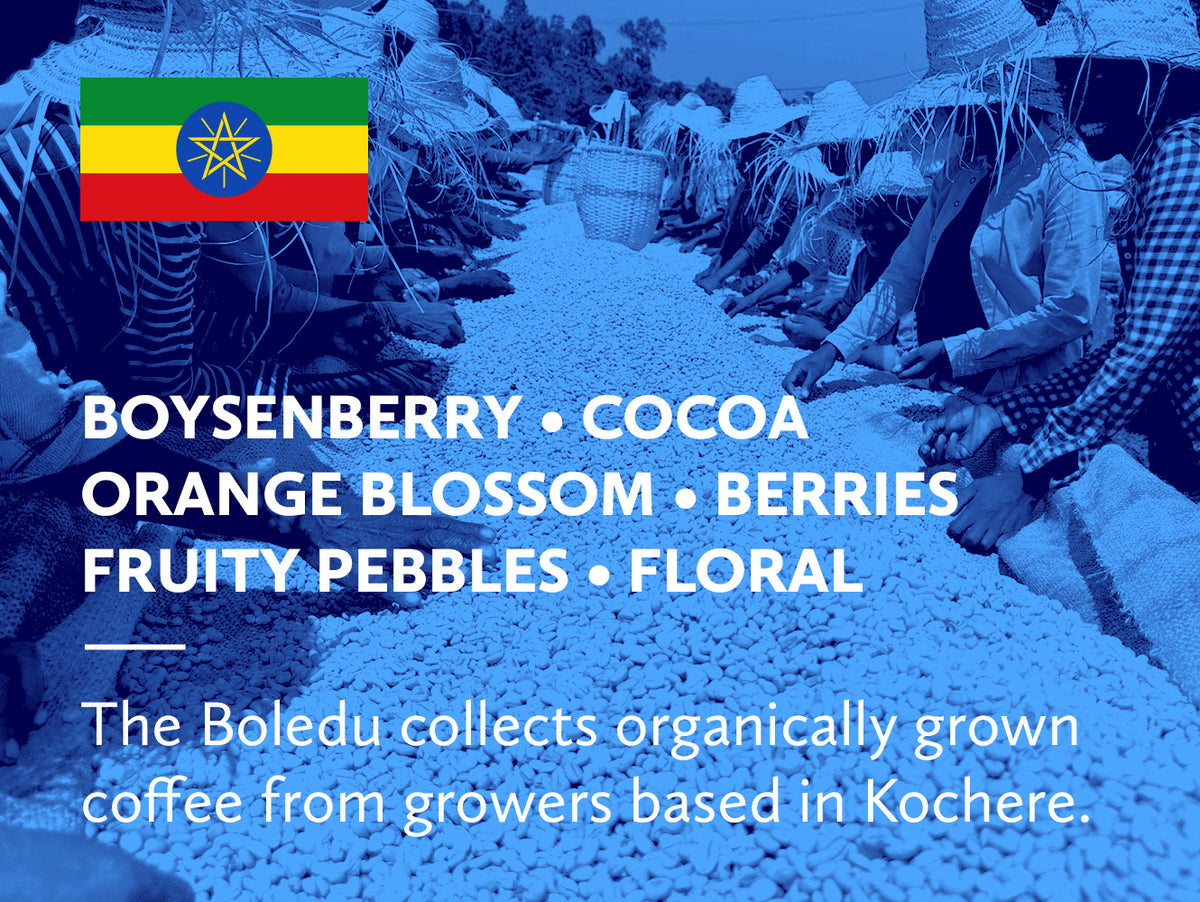 A blue-toned promotional graphic showing staff along a raised bed of drying coffee, with a small Ethiopian flag in the top left and large white text listing coffee notes: boysenberry, cocoa, orange blossom, berries, fruity pebbles, and floral. Smaller text at the bottom says the Boledu collects organically grown coffee from growers based in Kochere.