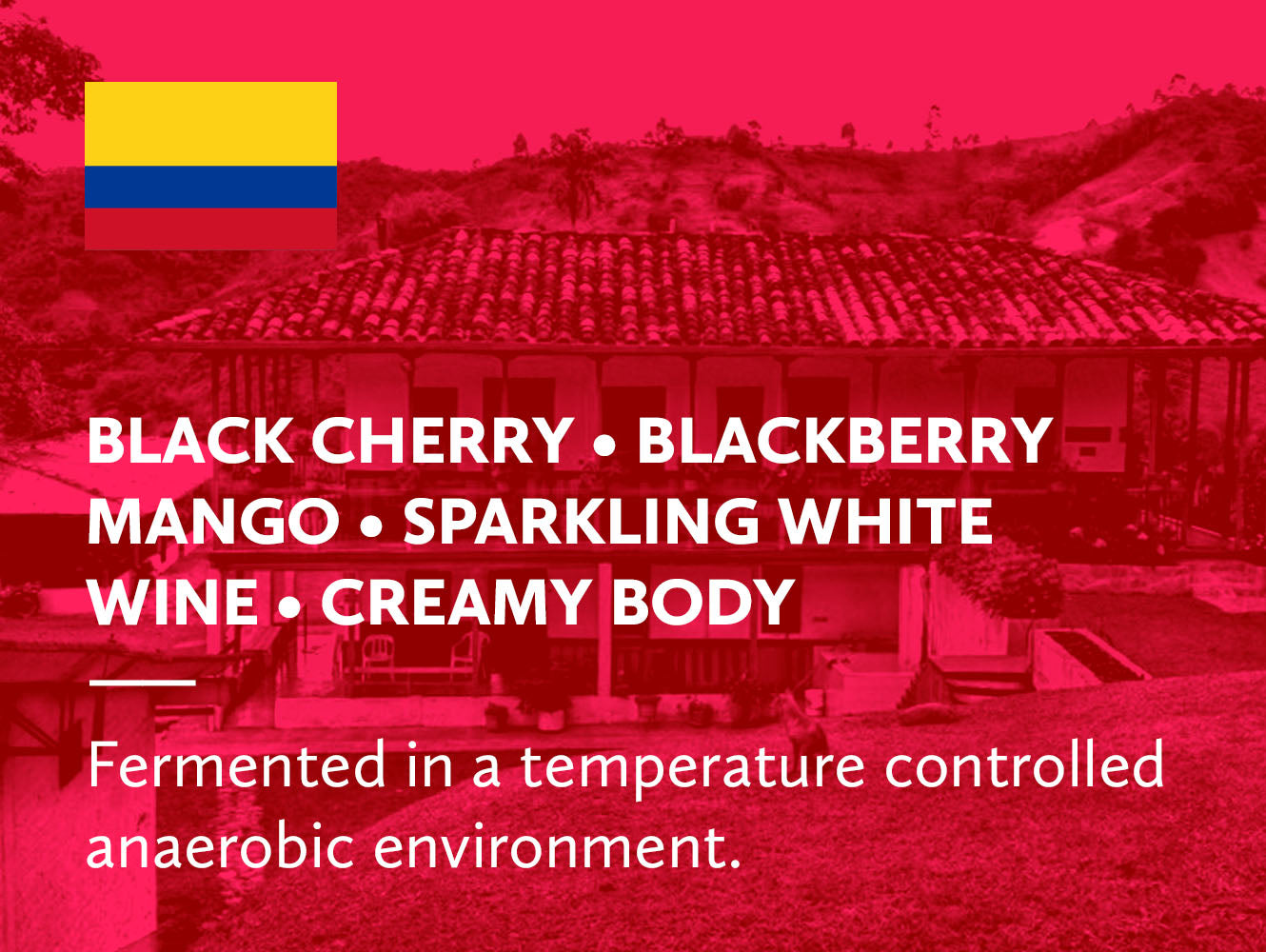 Colombia Finca El Ocaso Pink Bourbon Lactic Honey