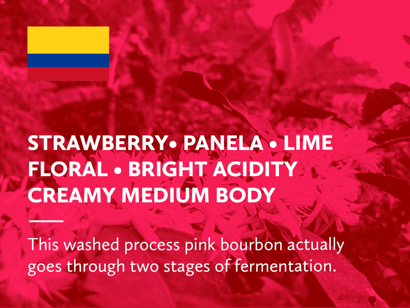 Colombia Tolima Wilson Ducuara Pink Bourbon