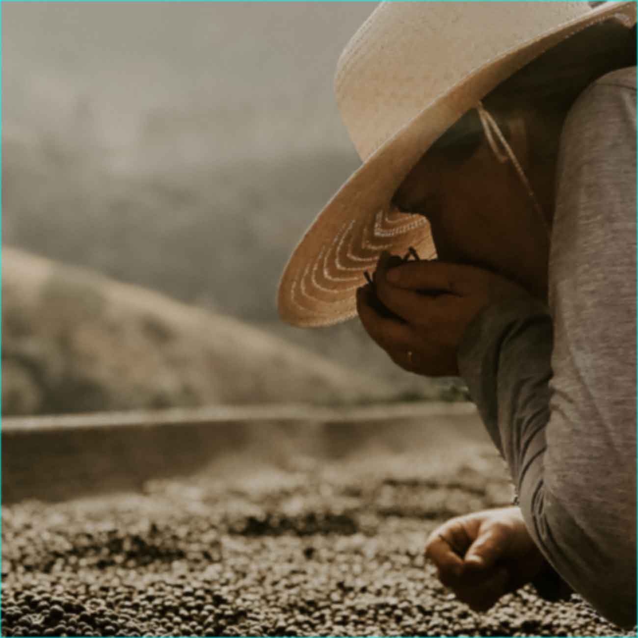 Coffee producer smelling coffee cherries as they dry on raised beds in Brazil