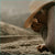 Coffee producer smelling coffee cherries as they dry on raised beds in Brazil