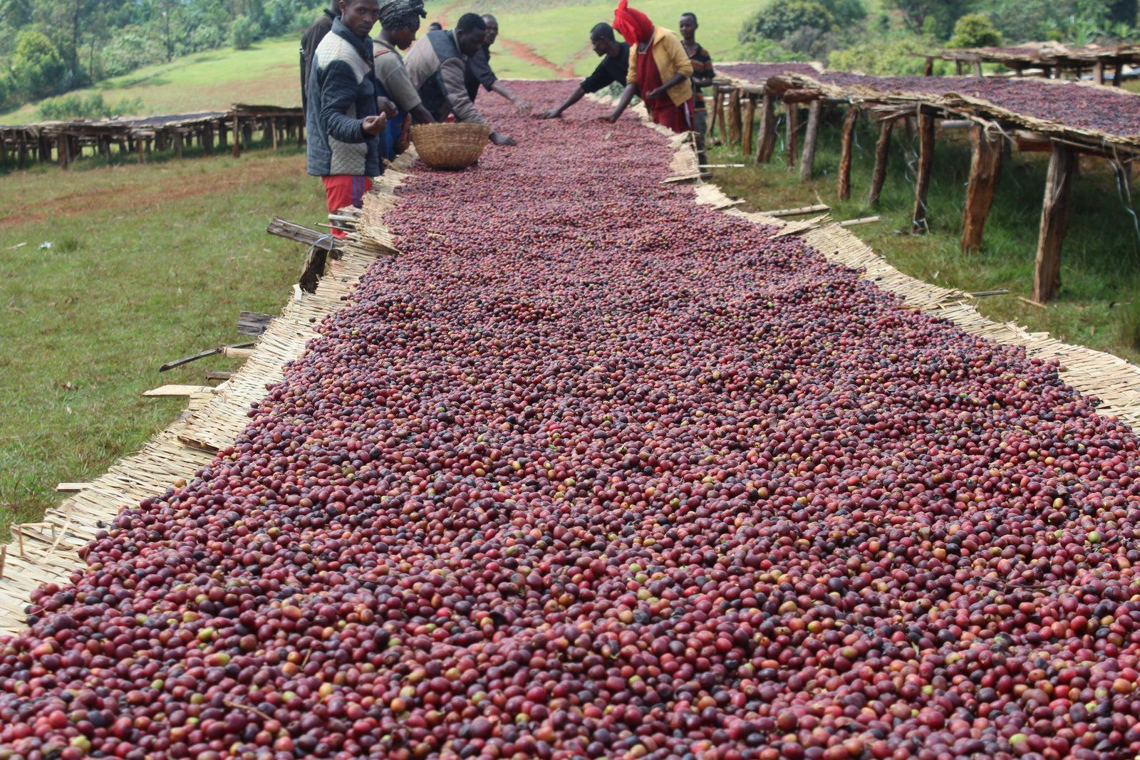 An outdoor scene with a long stretch of red coffee cherries laying on burlap.  In the back there is a group of men and women from Ethiopia sorting the fruit.