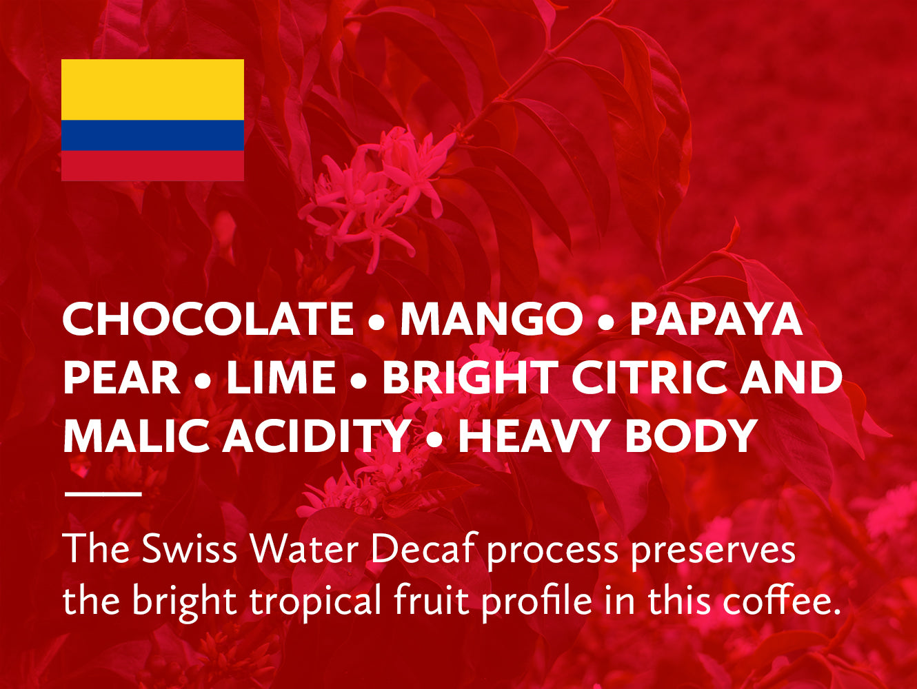 Coffee infographic with tasting notes.