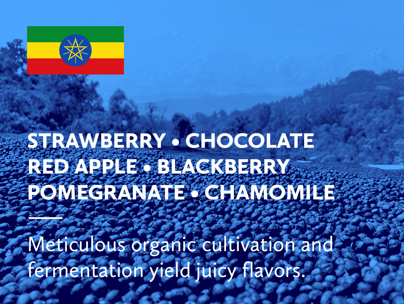 Ethiopia West Arsi Werka Nensebo Natural