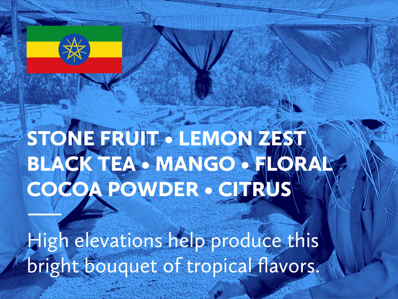 Coffee infographic with tasting notes