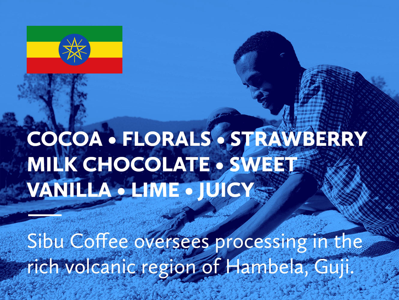 Coffee infographic with tasting notes.