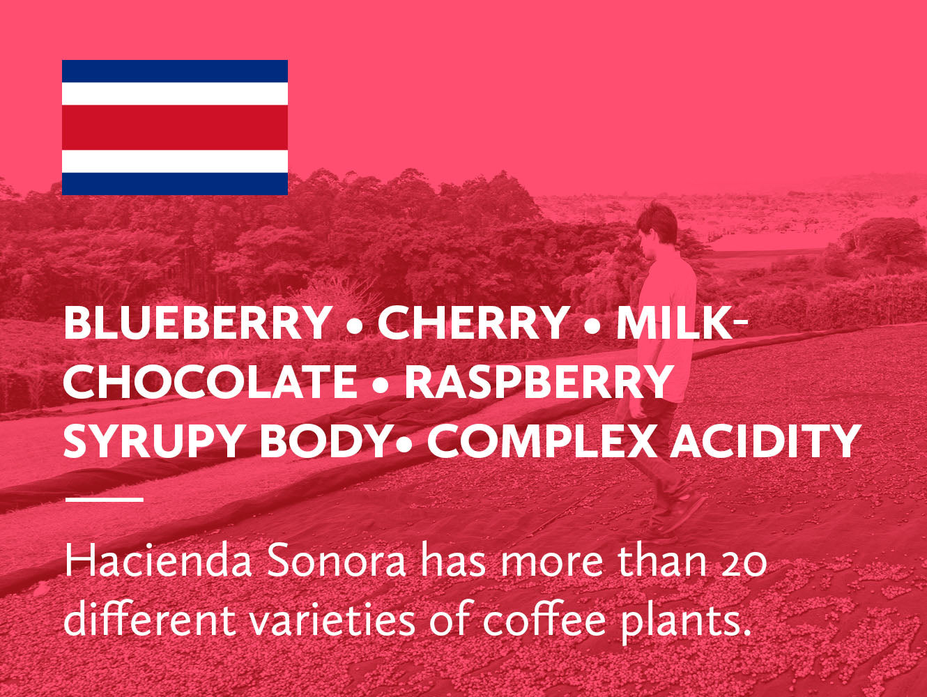 Infographic with coffee tasting notes