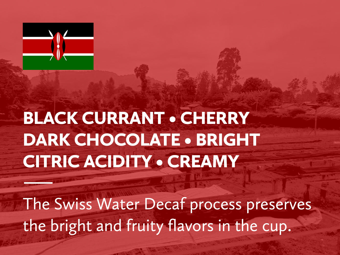 Swiss Water Decaf Kenya Nyeri Mutheka and Othaya Washed