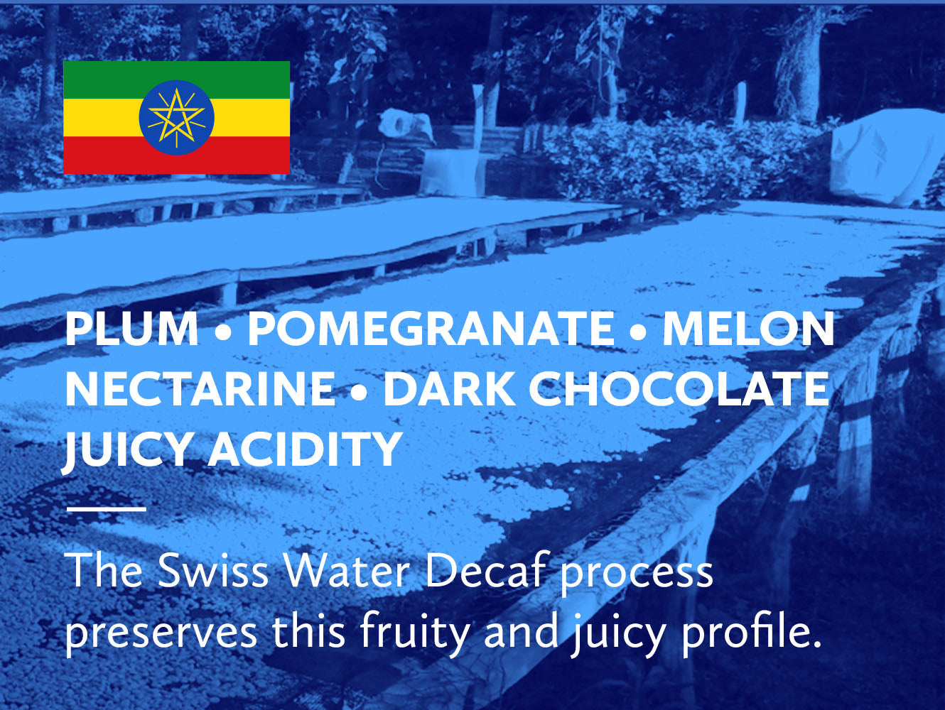 Coffee infographic with tasting notes