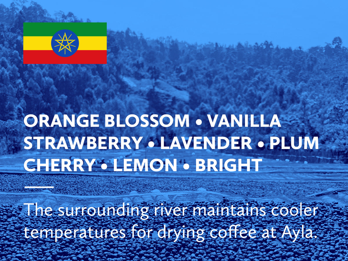 Coffee infographic with Ethiopian flag and tasting notes on a blue background