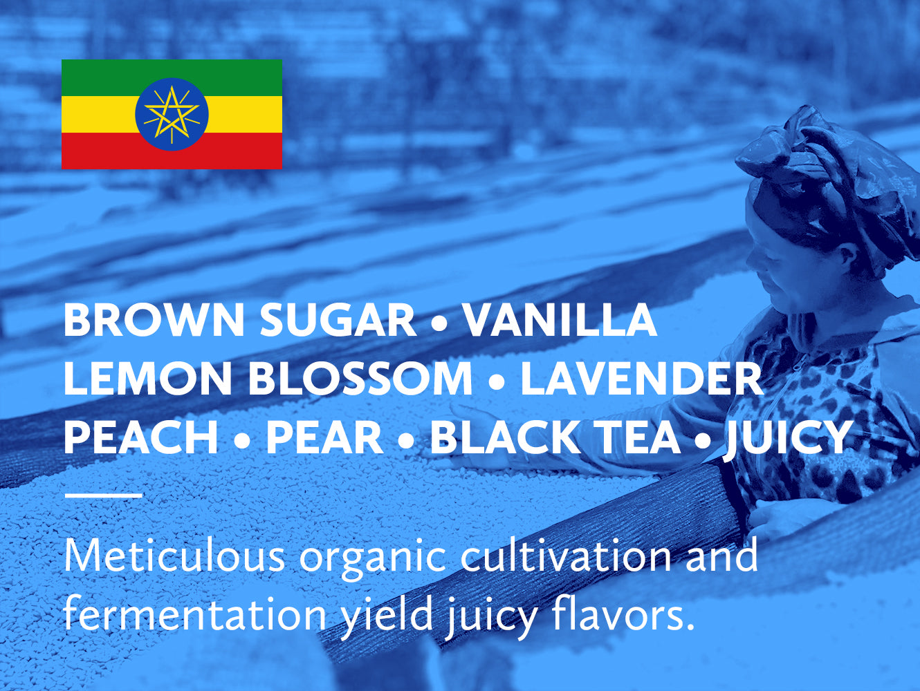 Coffee infographic with Ethiopian flag and tasting notes on a blue background