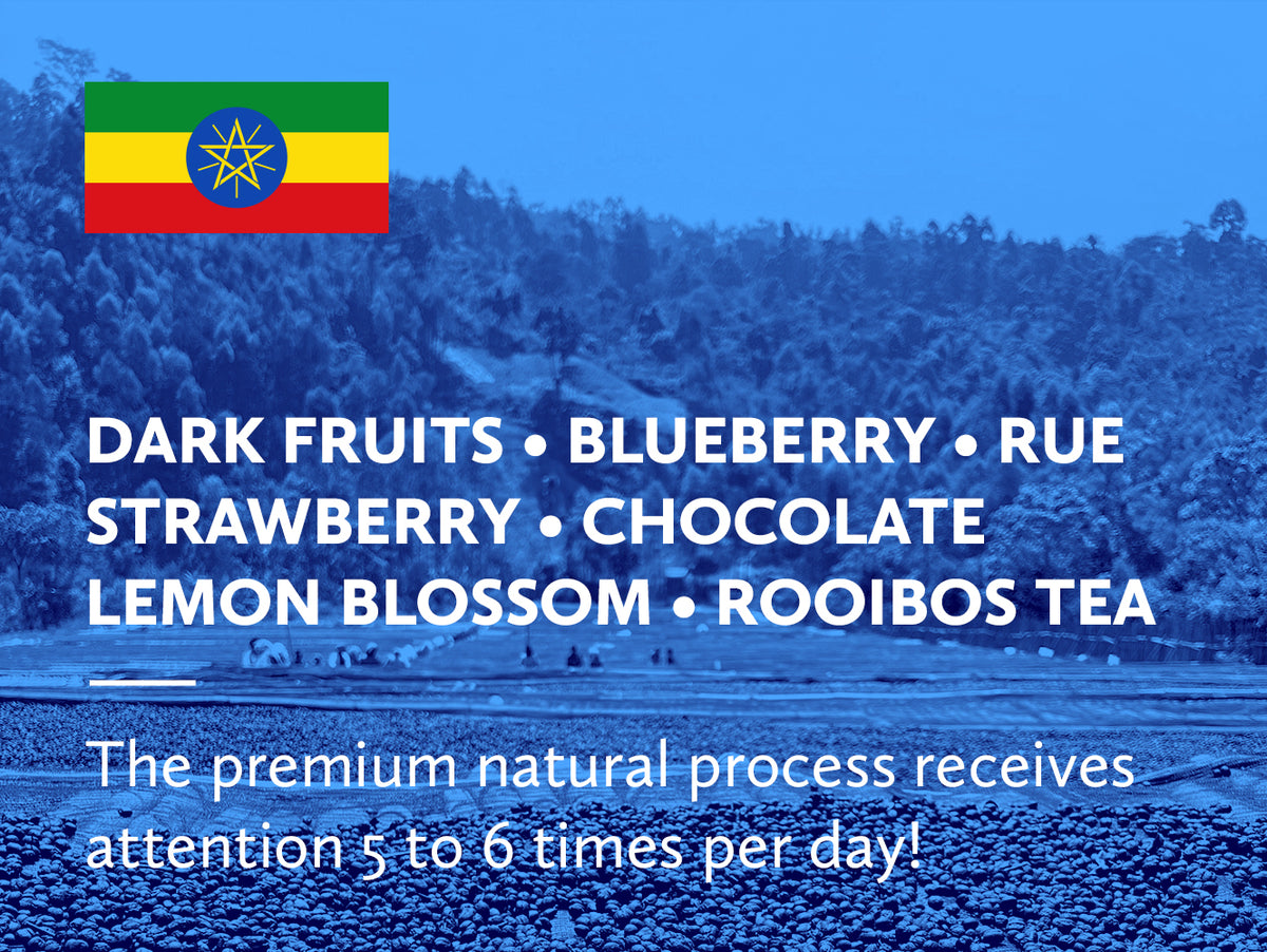 Coffee infographic with tasting notes and Ethiopian flag on blue background