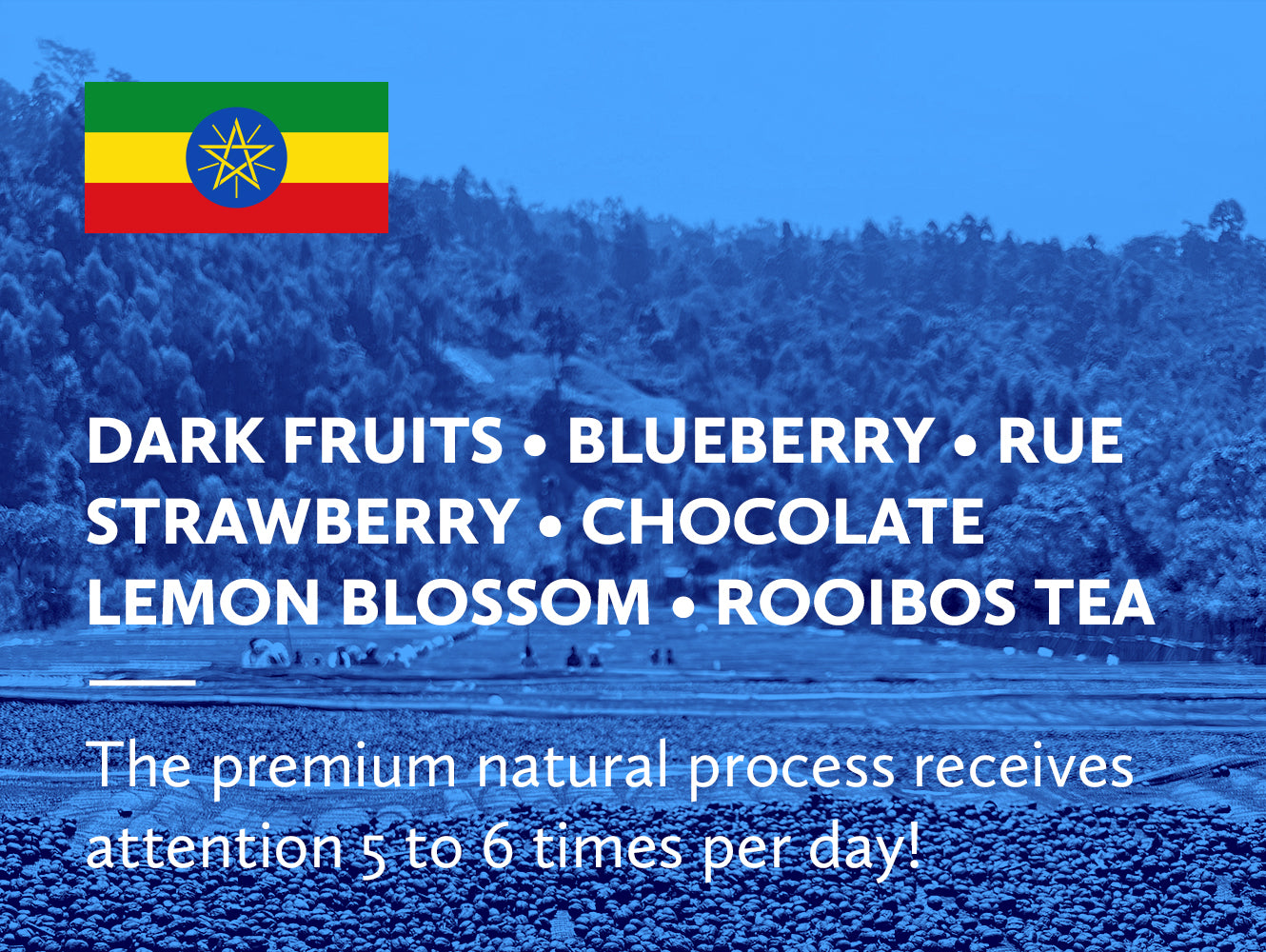 Coffee infographic with tasting notes and Ethiopian flag on blue background