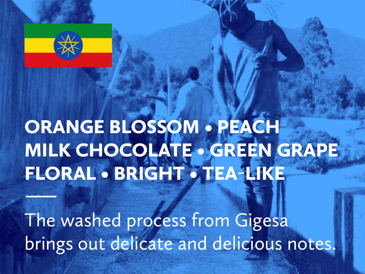 Ethiopia Guji Shakiso Gigesa Washed