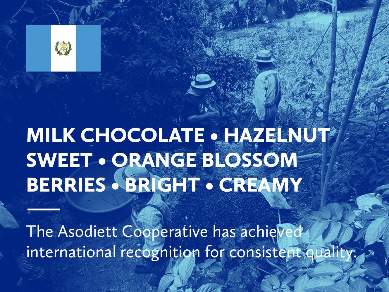 Guatemala Huehuetenango Cooperative Asodiett Txol Xaq