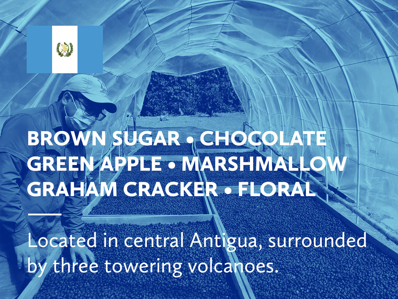 Coffee infographic with tasting notes and Guatemalan flag on a blue background.