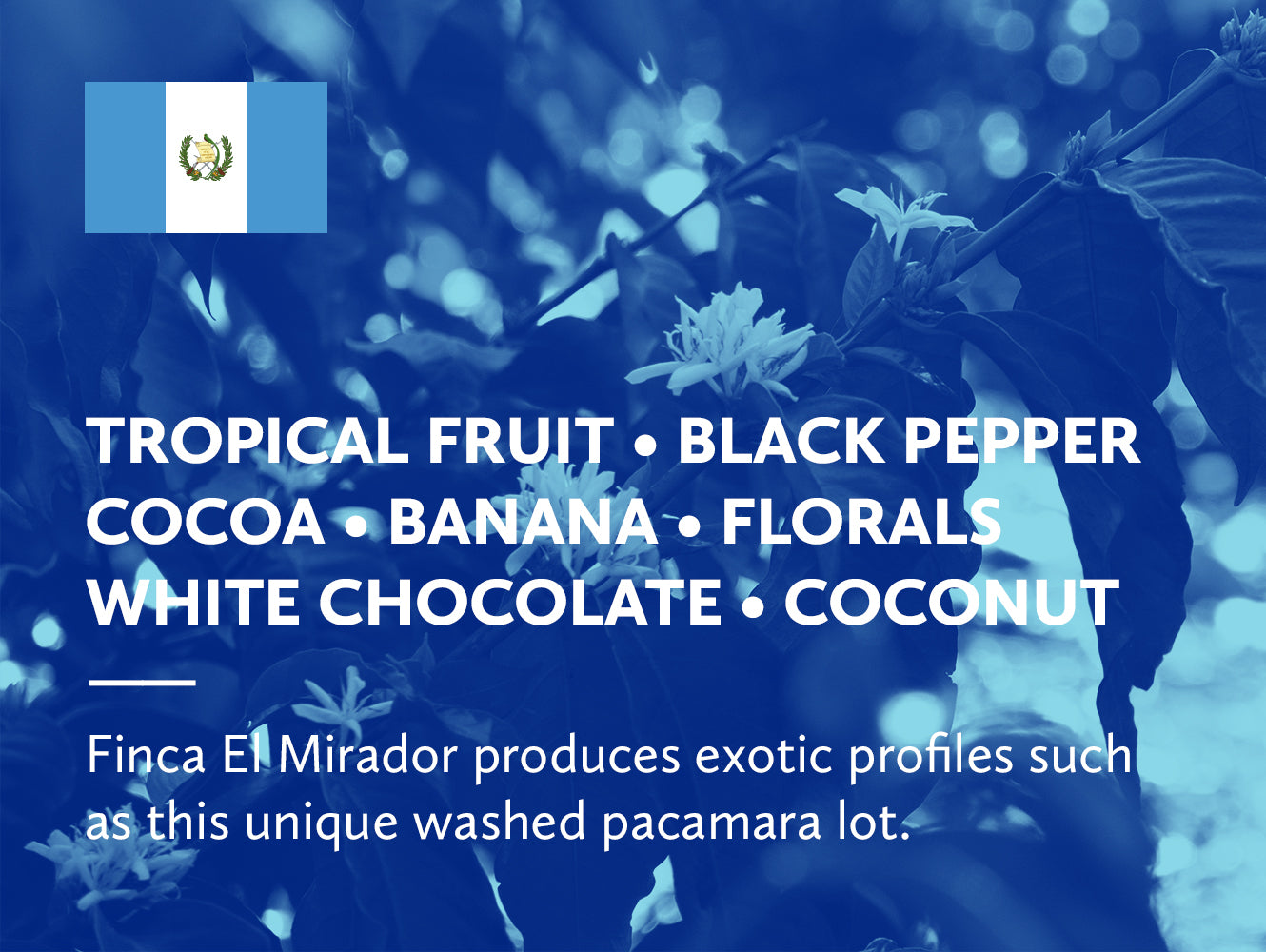 Infographic with coffee tasting notes and Guatemalan flag on a blue background.