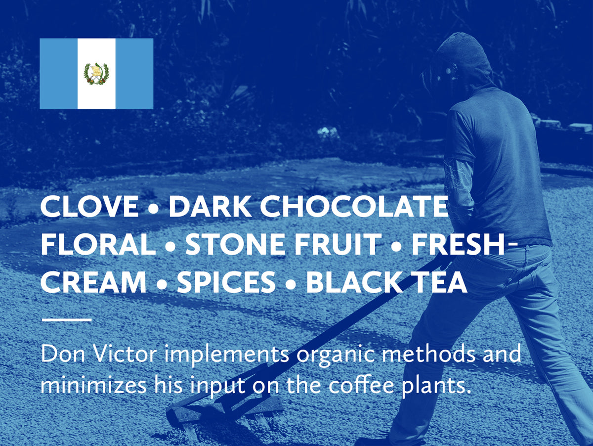 Coffee infographic with tasting notes and Guatemalan flag on a blue background.