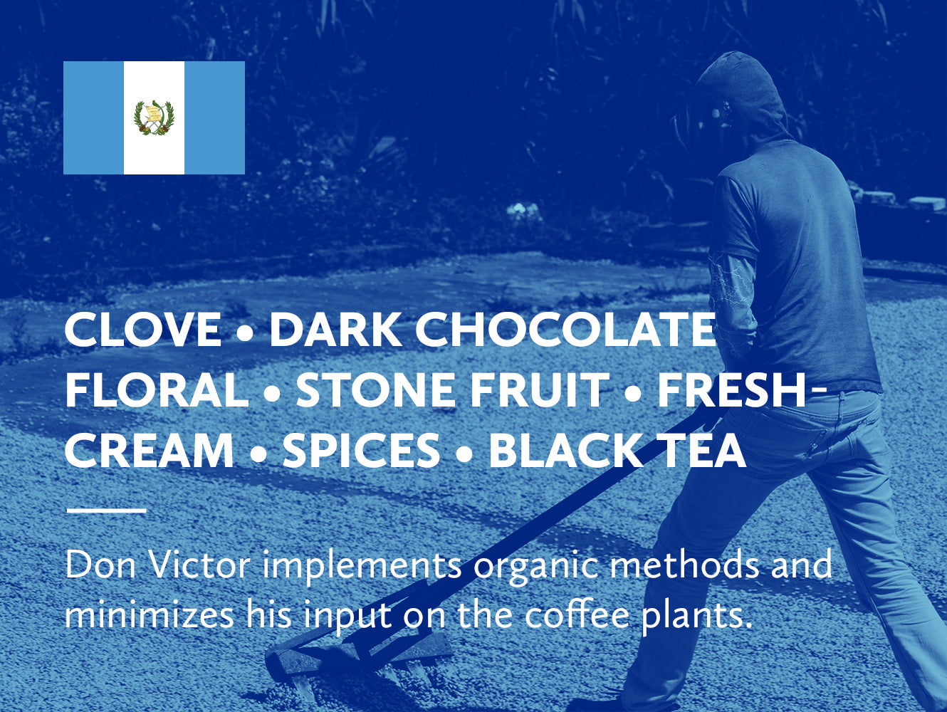 Coffee infographic with tasting notes and Guatemalan flag on a blue background.