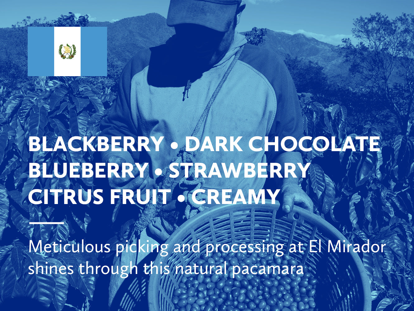 Infographic with coffee tasting notes and Guatemalan flag on a blue background.