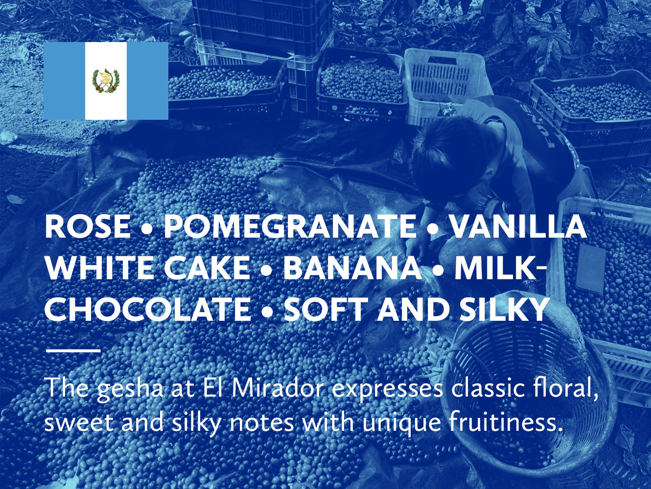 Infographic with coffee tasting notes and Guatemalan flag on a blue background.