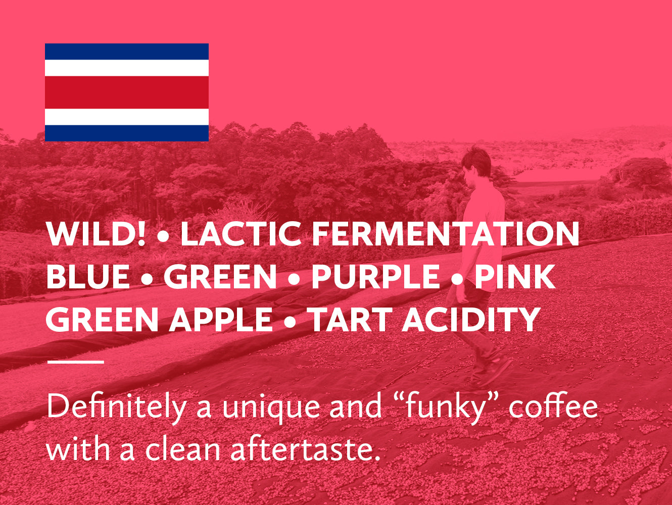 Coffee infographic with Costa Rican flag and tasting notes on a red background