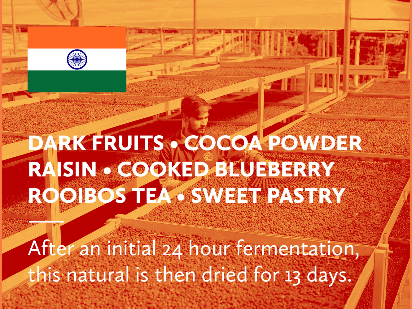 Coffee infographic with tasting notes and Indian flag on orange background.