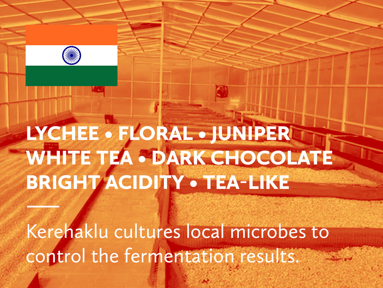Coffee infographic with Indian flag and tasting notes on orange background