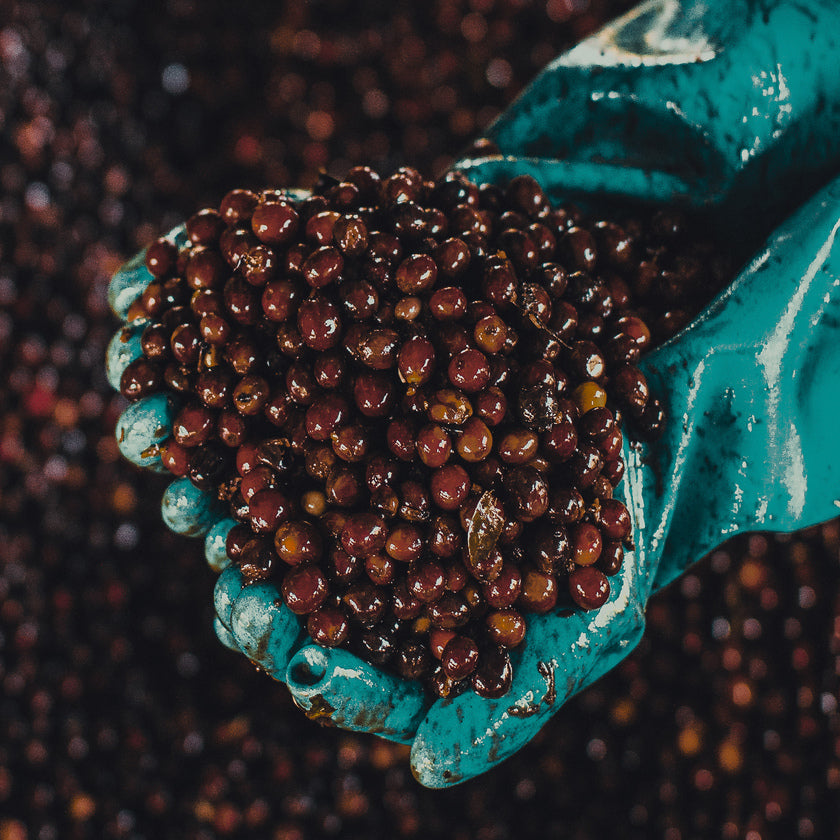 Gloved hands holding fresh coffee cherries