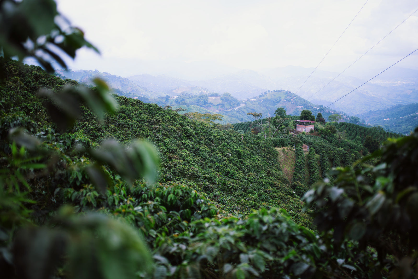 Scenic landscape view of coffee trees