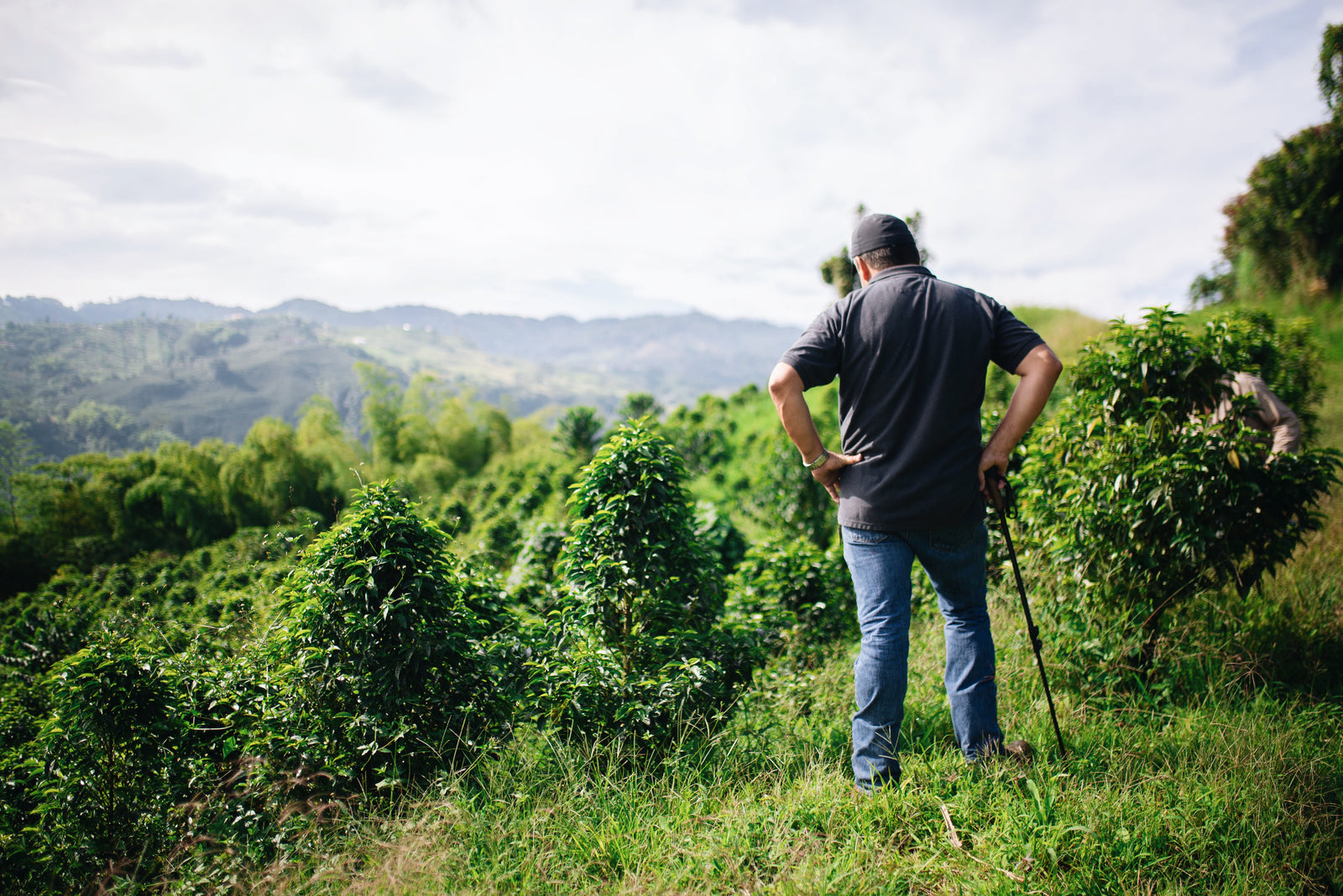 Man standing in field of coffee