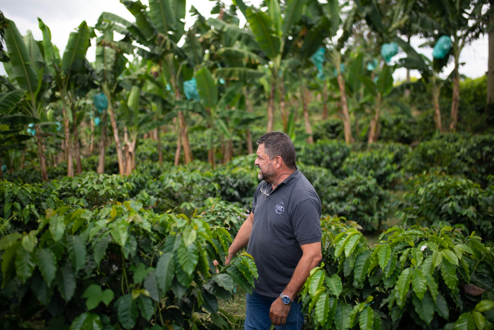 Man standing in coffee field