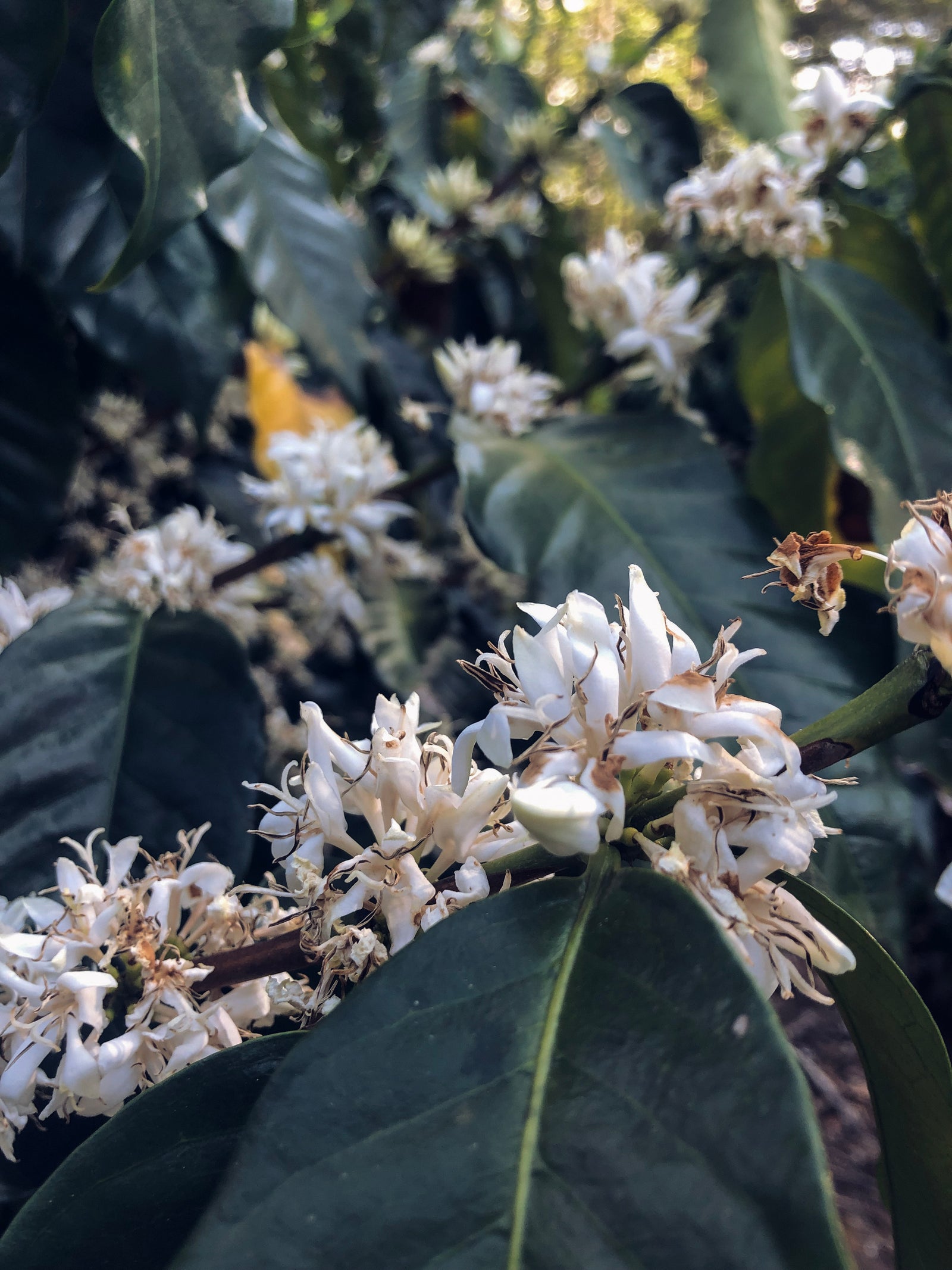 Coffee blossom flowers on a branch.