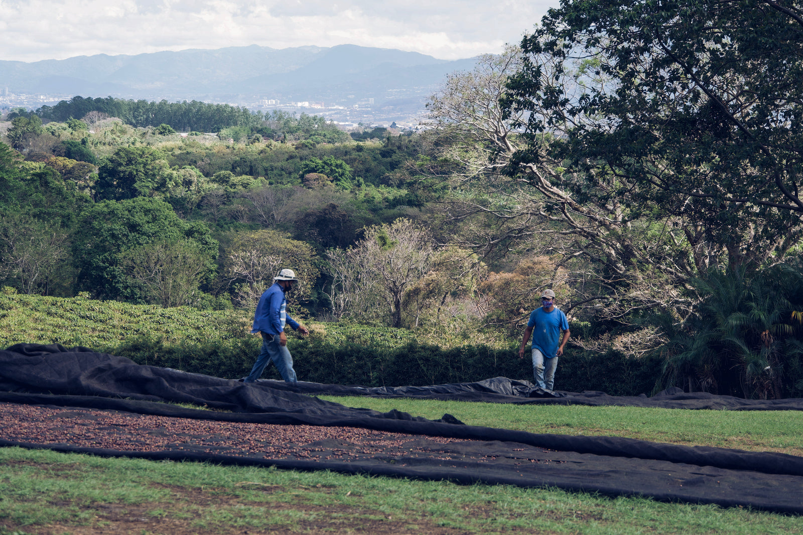 Two people laying out black tarps on grass for drying coffee with a forested hill and mountains in the background.