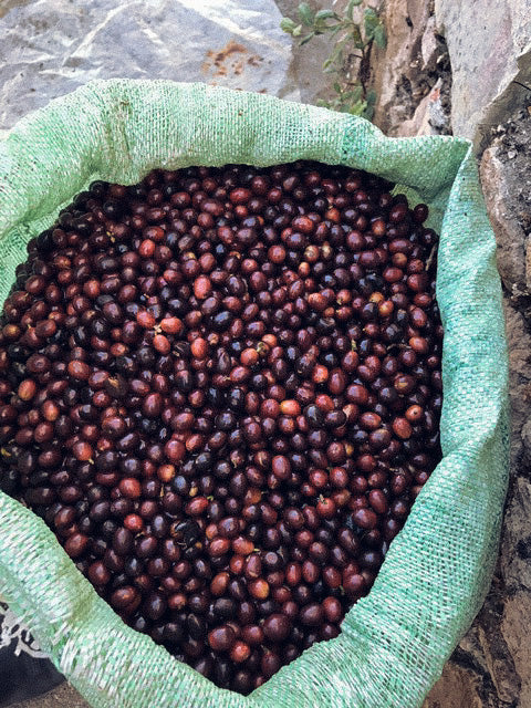 Freshly picked ripe coffee cherries at Finca Las Dos Sofias in El Salvador.