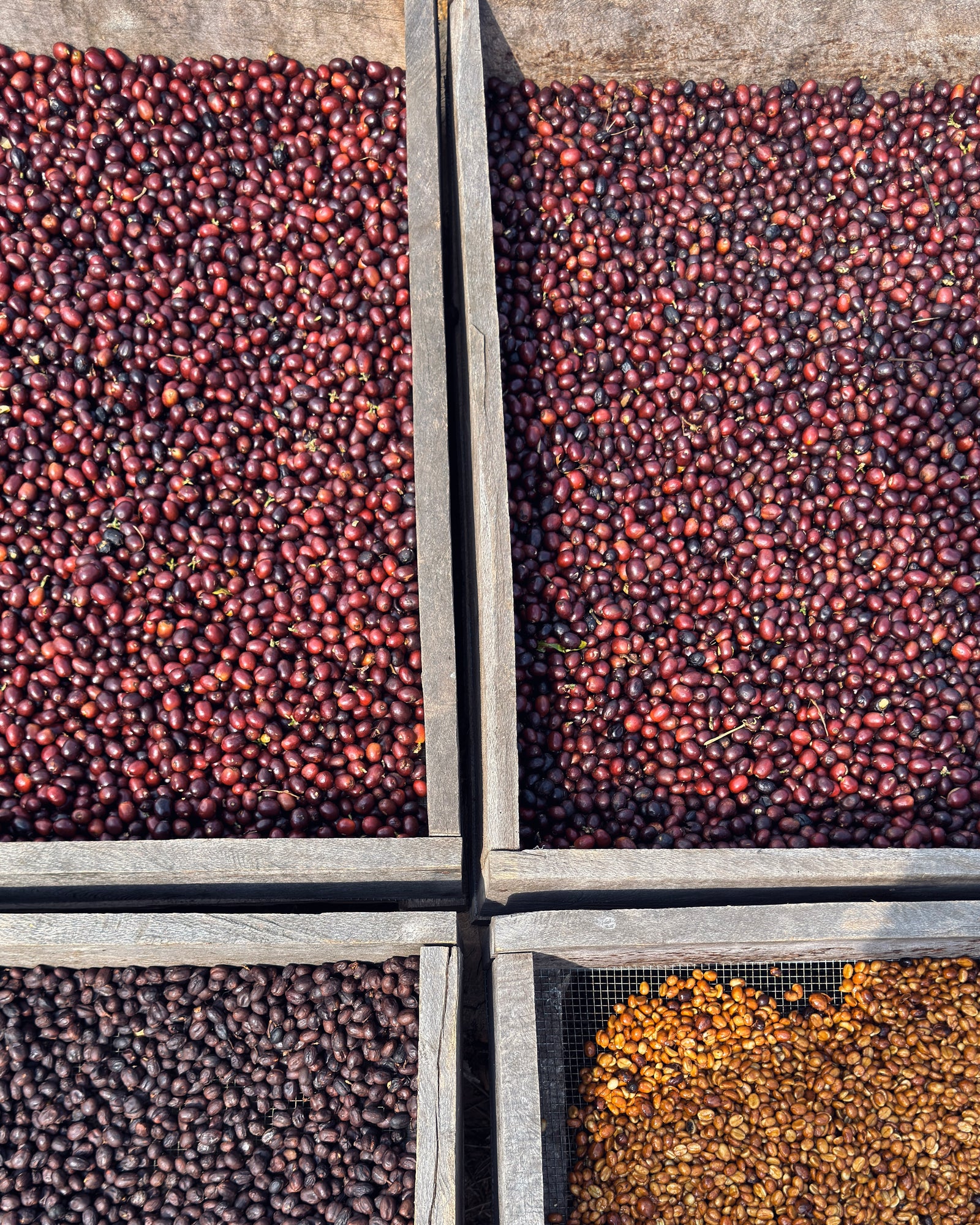 Overhead view of drying beds filled with red coffee cherries and mucilage-covered parchment coffee drying as natural and honey process.