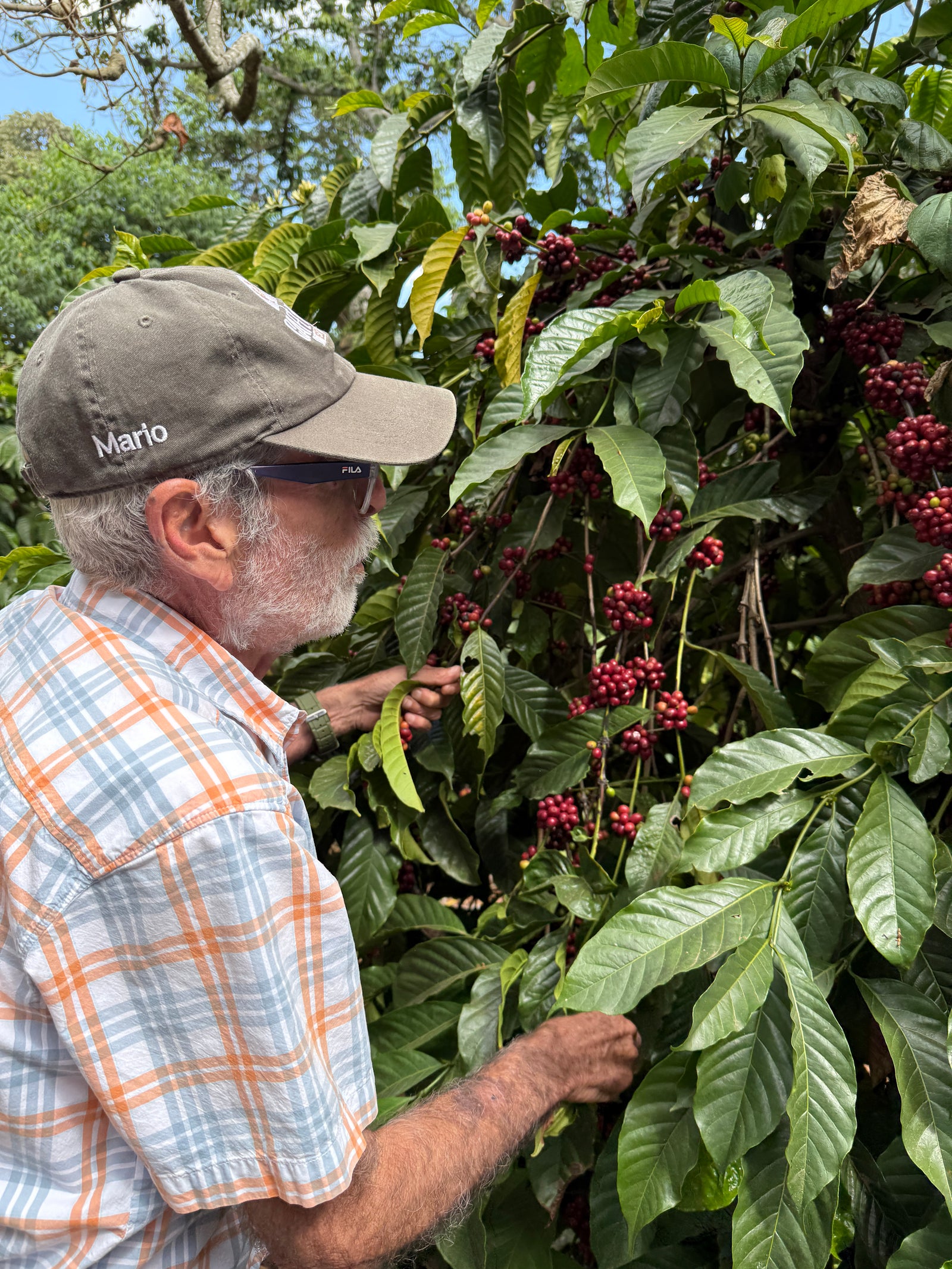 A man wearing a brown cap and a light blue and orange plaid shirt inspects red coffee cherries from a lush robusta coffee plant outdoors.