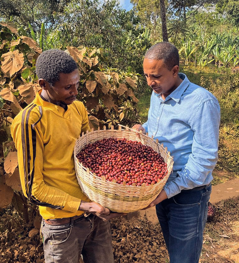 Coffee farmers in Ethiopia inspecting coffee cherries.